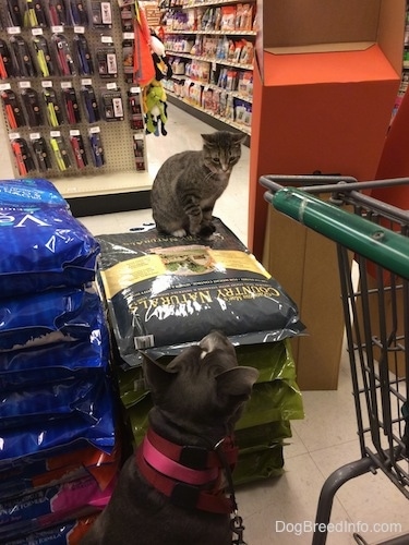 A cat is sitting on a pile of dog food in a pet store looking down at a blue nose American Bully Pit dog who is looking up at the cat. There is a green shopping cart to the right of them.