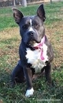 A blue nose American Bully Pit is sitting in grass and she is looking forward. Both of her ears are up.