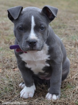 Close up - A blue nose American Bully Pit puppy is sitting in grass and she is looking forward. Her ears are flopped over to the front.