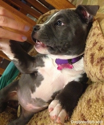 Close up - A blue nose American Bully Pit puppy is laying on her side on a dog leopard print bed and pawing at a persons hand that has light purple nail polish on.
