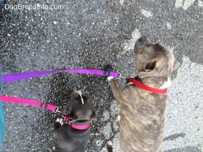 A blue nose American Bully Pit and a blue nose Pit Bull Terrier are walking up a black top surface.