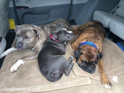 Two dogs and a puppy are laying in the back of a van.