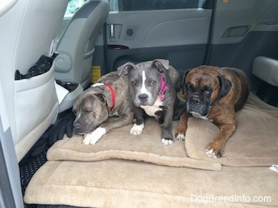 Two dogs and a puppy are laying on a dog bed in the back of a mini van that has the middle seats removed.