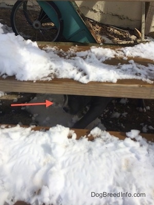 A blue nose American Bully Pit puppy is standing under a staircase and there is snow on the steps.