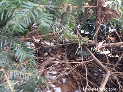 A blue nose American Bully Pit puppy is standing behind a bush.