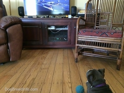 A blue nose American Bully Pit puppy is laying on a hardwood floor and she is looking up at a television on a stand. There is a blue tennis ball next to her.