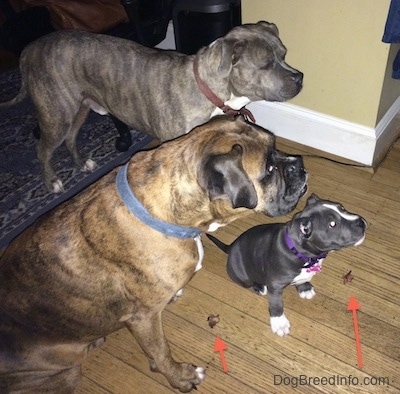 Close up - Two dogs and a puppy are waiting on a hardwood floor with steak placed in front of them. There are red arrows overlayed pointing to the meat.