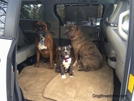 Two dogs and a puppy are sitting on dog beds in the middle section of a mini van that has the middle seats removed