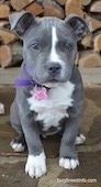 Close up - A blue nose American Bully Pit puppy is sitting on a stone porch and it is looking forward. There is a wall of logs behind it.