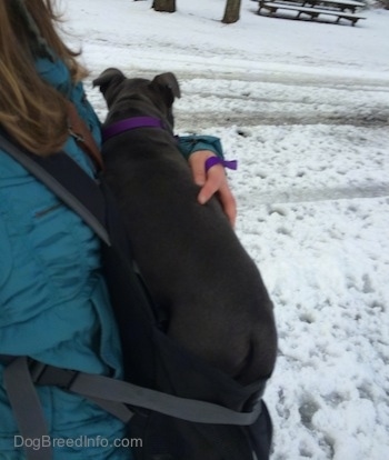 A person in a blue coat is holding a blue nose American Bully Pit puppy in her arms.