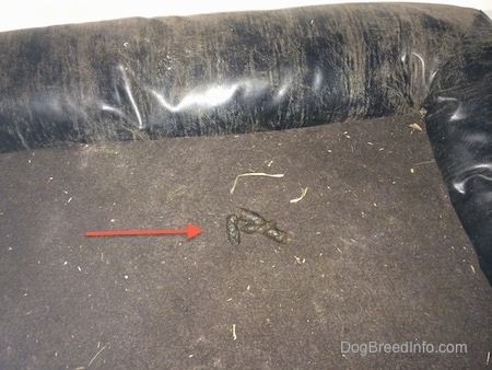 A small pile of poop on a big brown dog bed. There is a red arrow pointing to the poop.