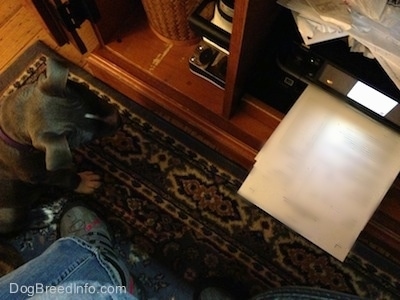 Top down view of a blue nose American Bully Pit puppy that is looking at a printer print paper.