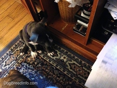 Top down view of a blue nose American Bully Pit puppy is sitting on a rug and looking to the right at a printer that is spitting out paper.