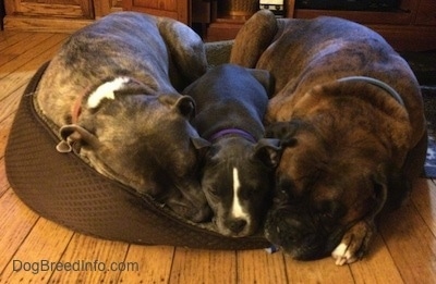 A blue nose American Bully Pit puppy is sleeping on a dog bed in between a sleeping brown with black and white Boxer and also a sleeping blue nose Pit Bull Terrier.