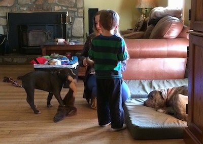 A blonde haired girl is kneeling in front of a boy wearing a green and blue shirt. A blue nose American Bully Pit puppy is dragging a toy in her mouth. There is a blue nose Pit Bull Terrier laying down on an orthopedic dog bed next to them.