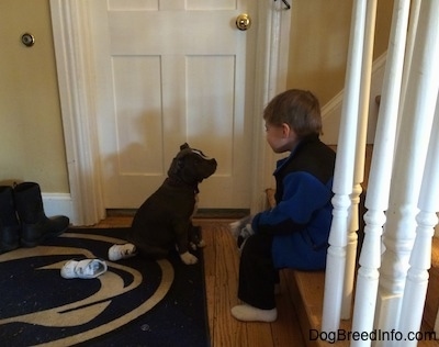 A blue nose American Bully Pit is sitting on a Penn State University door mat in front of a boy who is sitting at the bottom of a staircase. They are looking at one another.