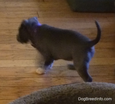 A blue nose American Bully Pit puppy is walking across a hardwood floor. There is a dog bed behind her.