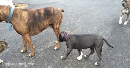 A blue nose American Bully Pit puppy is sniffing the back leg of a brown with black and white Boxer. In the background a blue nose Pit Bull Terrier is walking across a black top surface. There is a cat in front of them.