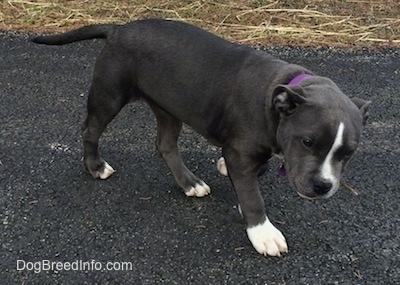 A blue nose American Bully Pit puppy is walking across a blacktop surface. Its head and tail are level with its body. She has a stick in her mouth and a happy look on her face.