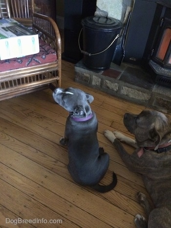 The backside of a bkue nose American Bully Pit puppy sitting on a hardwood floor and looking to the left. Laying next to her is a blue nose Pit Bull Terrier.