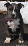 Close up - A blue nose American Bully Pit puppy is sitting on a blacktop surface and it is looking forward. There is snow covering the grass behind it.