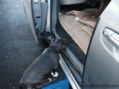 A blue nose American Bully Pit puppy is walking up a step ladder to get into a van.