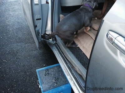 A blue nose American Bully Pit puppy is inside a van. There is a blue fold up step stool on the ground in front of the open sliding door.
