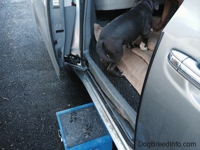 A blue nose American Bully Pit puppy is standing inside the back of a van.
