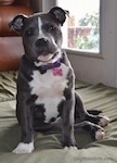 Close up - A blue nose American Bully Pit puppy is sitting on a green pillow and it is looking forward. There is a door to the right of it. The puppys head is tilted to the left.