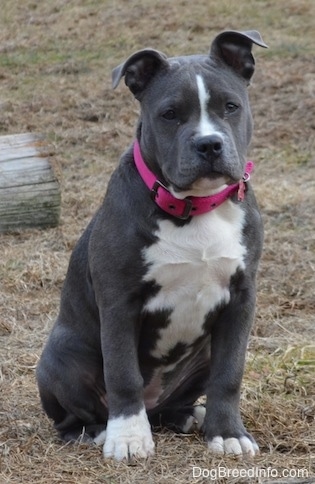 A wide-chested, blue nose American Bully Pit puppy is wearing a hot pink collar sitting in grass and she is looking forward. She has large paws.