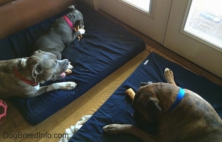 Two dogs and a puppy are laying on blue orthopedic dog bed pillows and chewing on dog bones in front of a glass door.