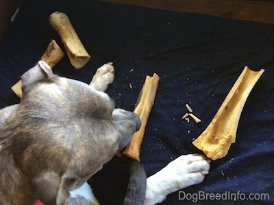 Close up - The back of a blue nose Pit Bull Terrier that is sitting in front of a dog bone that is split in half.