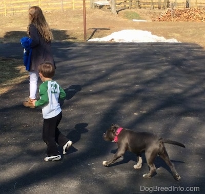 A blonde haired girl and a boy in a white with green shirt are walking across a blacktop and there is a blue nose American bully Pit puppy running behind them.