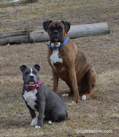 A brown brindle with black and white Boxer and a blue nose American bully Pit puppy are sitting in grass and looking forward. There is a log behind them.