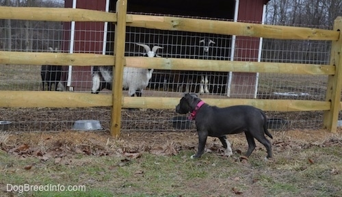 A blue nose American Bully Pit puppy is looking through a wooden split rail and wire fence at the goats who are on the other side.