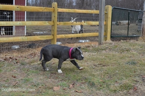 A blue nose American Bully Pit puppy is walking away from a wooden and wire fence.