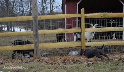 A blue nose American Bully Pit puppy is stretching towards a wooden split rail and wire fence so she can get a better view of the goats on the other side.