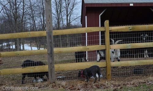 A blue nose American Bully Pit puppy is nosing against a wooden split rail and wire fence. She is looking at a one of the goats eat food.
