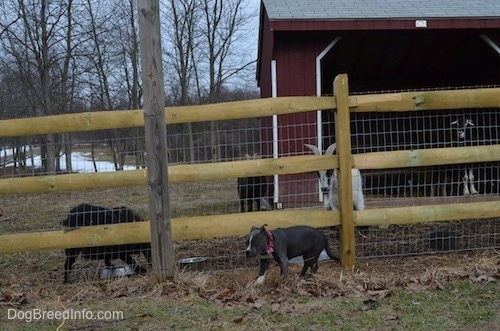 A blue nose American Bully Pit puppy is walking away from a wooden and wire fence that has goats on the other side.