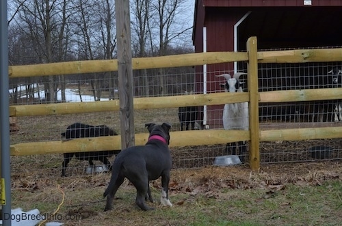 The back of a blue nose American Bully Pit puppy is looking at a Goat through a wooden and wire fence.
