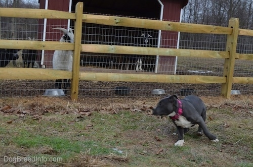A blue nose American Bully Pit puppy is running in a circle in front of a wooden split rail and wire fence.