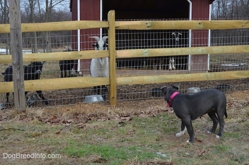A blue nose American Bully Pit puppy is standing in grass and looking through a wooden and wire fence at a herd of goats.