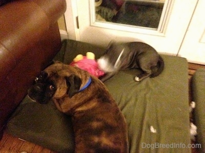 The backside of a brown with black and white Boxer looking up and laying on a green orthopedic dog bed. There is a blue nose American Bully Pit laying next to him ripping the stuffing out of a toy.