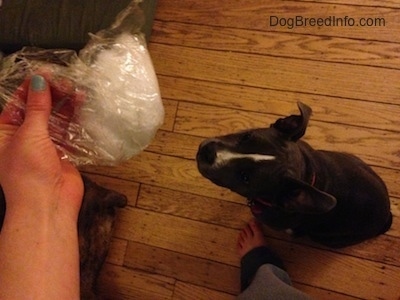 A person is holding stuffing that is in a clear plastic bag over the head of a blue nose American Bully Pit puppy.