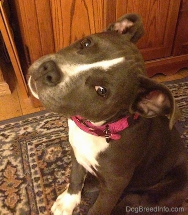 Close up - A blue nose American Bully Pit wearing a hot pink collar sitting on a rug and her head is tilted to the right.