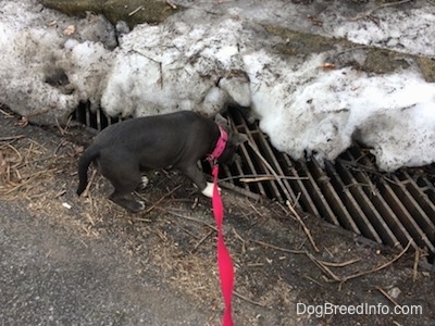 The back of a blue nose American Bully Pit that is looking down a storm drain that is half covered in snow.
