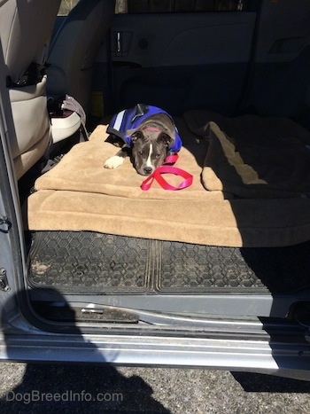A blue nose American Bully Pit puppy is wearing a blue vest and she is laying down on a dog bed in the back of a mini van that has the middle seats removed.