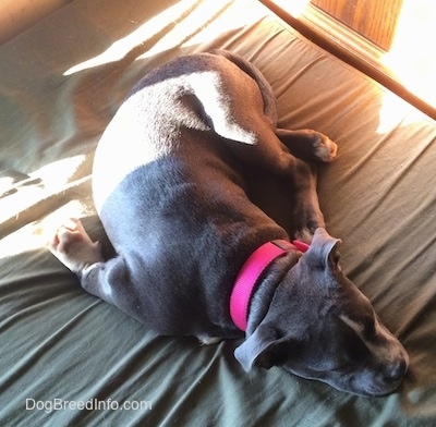 Top down view of a blue nose American Bully Pit puppy sleeping on a green orthopedic dog bed pillow with her front leg bent in a funny way behind her.