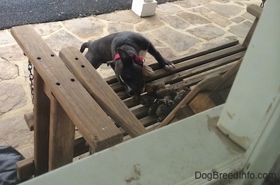 A blue nose American Bully Pit puppy is standign up against a wooden porch swing bench and she is grabbing a pinecone.