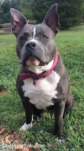 A blue nose American Bully Pit is sitting in grass and she is looking forward. Both of her ears are up and she has a wide chest and alert eyes.